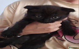 Mixed Breed cats for sale: Scottish Fold Kittens! Ready for loving home - Image 25