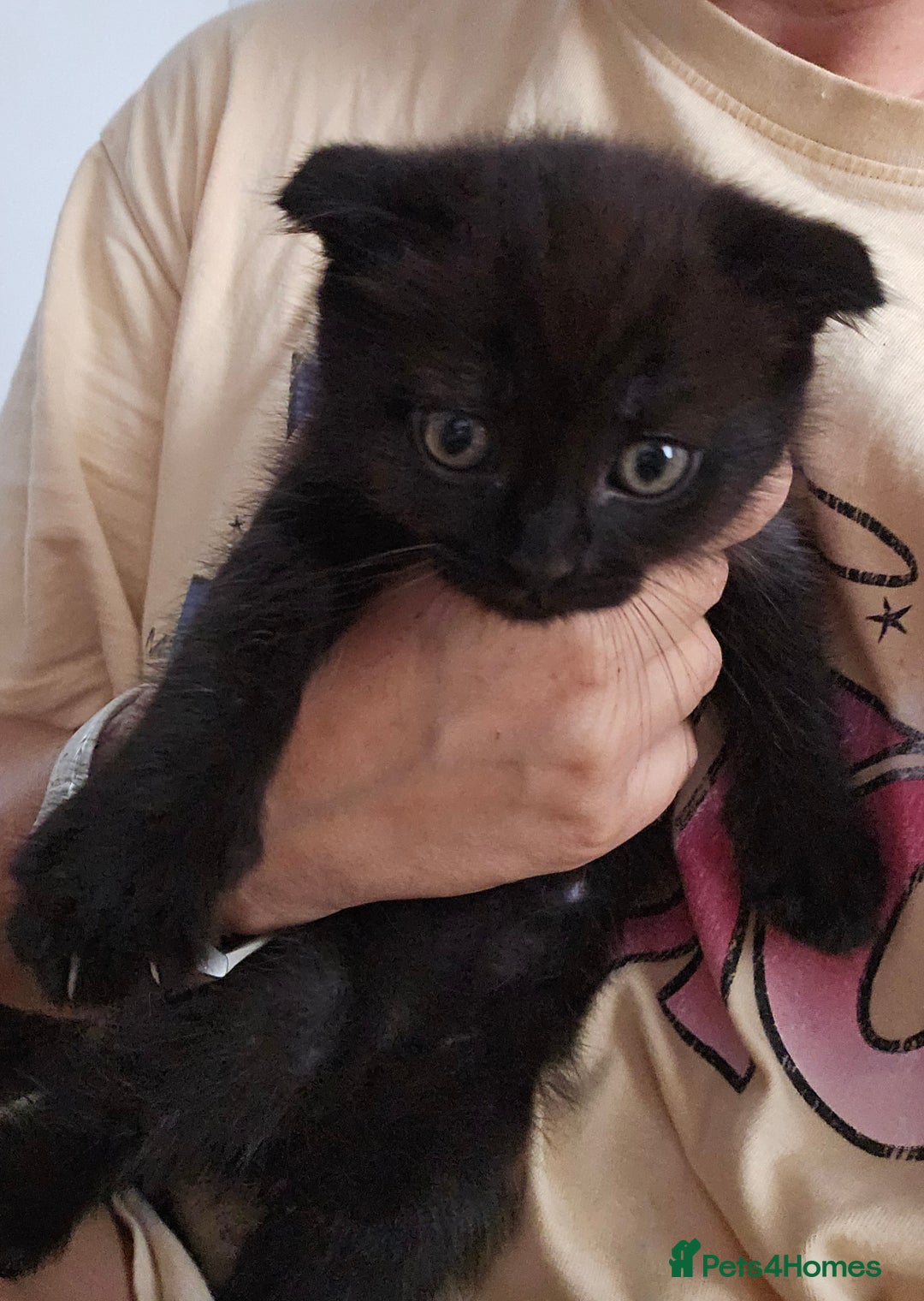 Mixed Breed cats for sale: Scottish Fold Kittens! Ready for loving home - Image 25