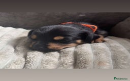 Jack Russell dogs for sale: 2 JACK RUSSELL BOYS - Image 9