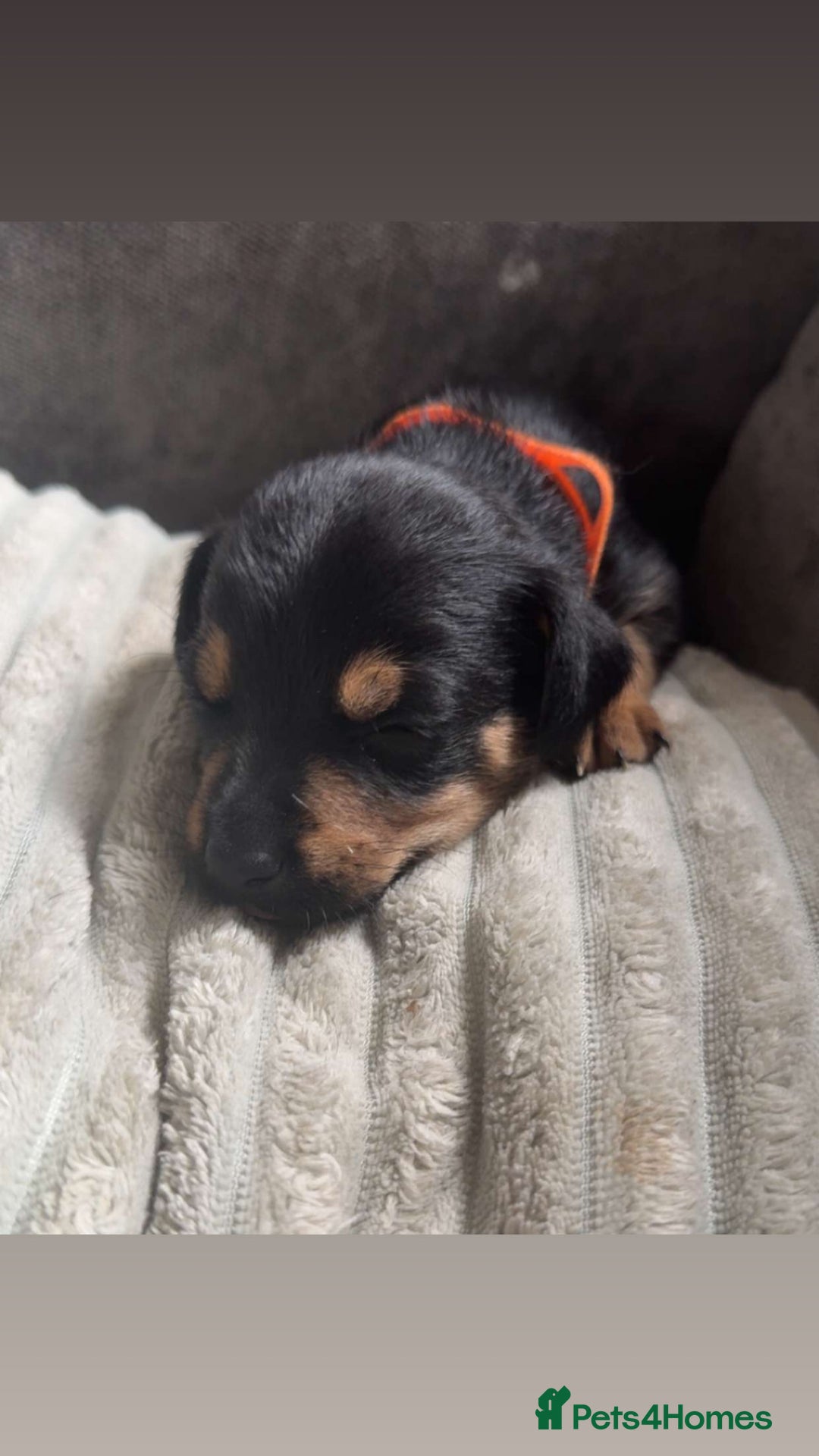 Jack Russell dogs for sale: 2 JACK RUSSELL BOYS - Image 9