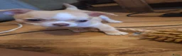 Chihuahua dogs for sale: 2 beautiful chihuahuas  - Advert 4