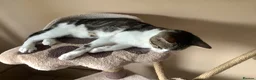 Mixed Breed cats for sale: Adorable tabby girl needs loving home in Newark - Advert 13