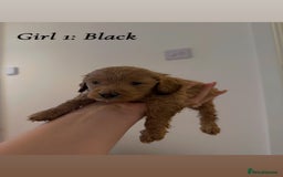 Mixed Breed dogs for sale: Toy Maltipoo X Miniature Labradoodle Puppies - Image 8