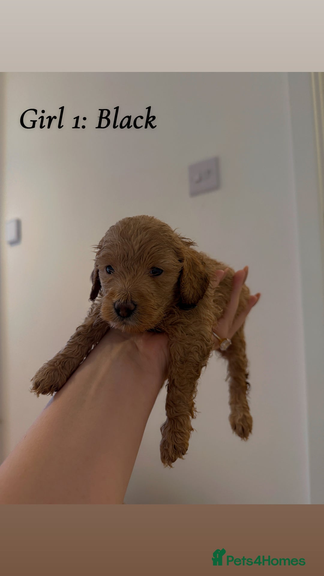 Mixed Breed dogs for sale: Toy Maltipoo X Miniature Labradoodle Puppies - Image 8