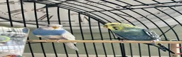 Budgerigars birds for sale: Budgies and cage for sale  in Middlesbrough - Advert 1