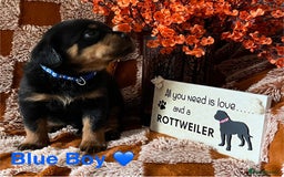 Rottweiler dogs for sale: The best of the best Rottweilers  - Image 17