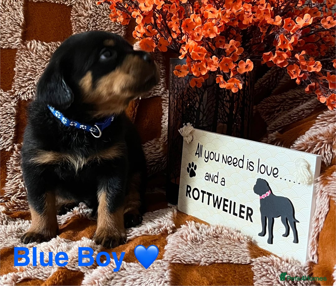 Rottweiler dogs for sale: The best of the best Rottweilers  - Image 17