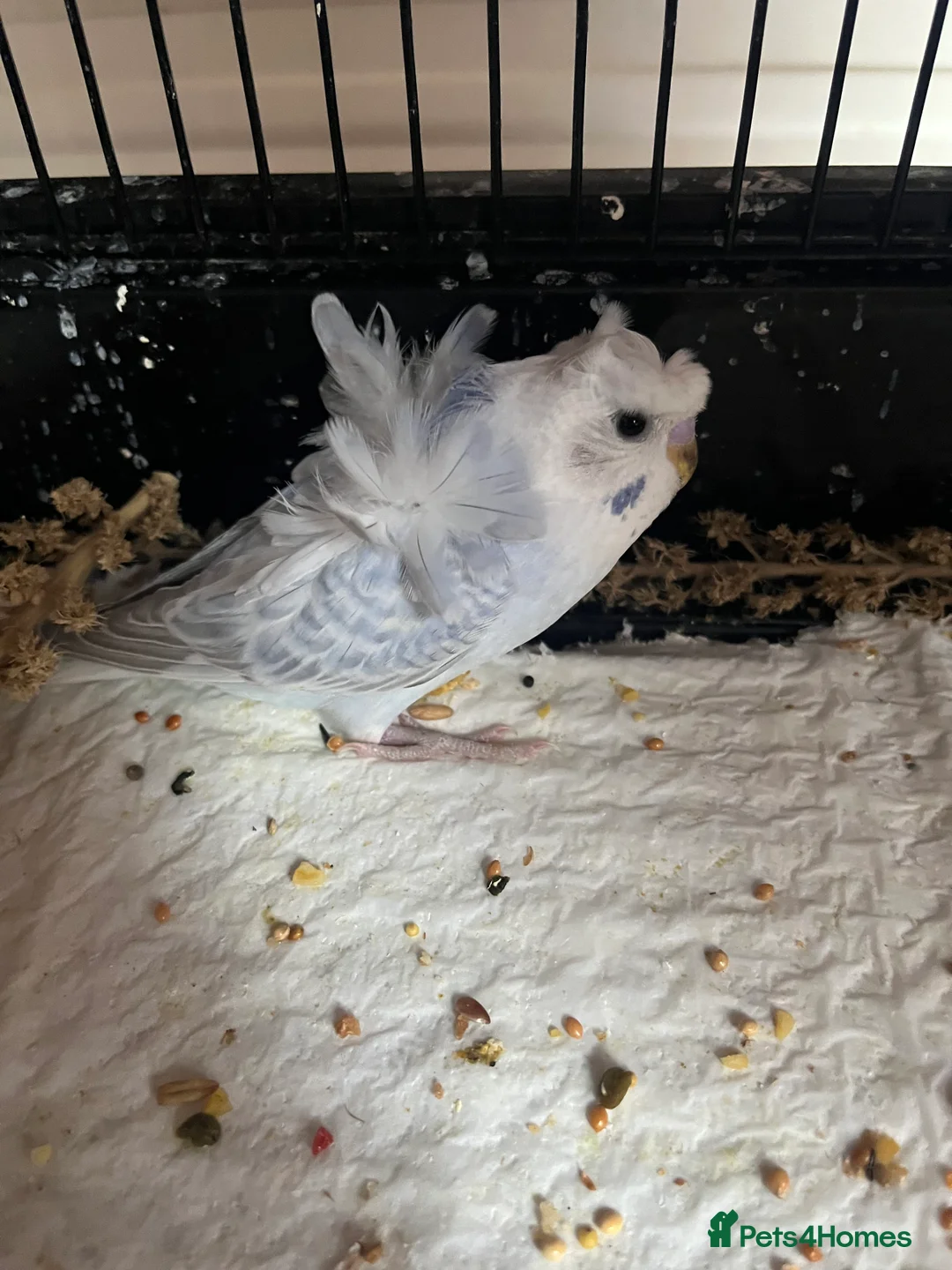 Budgerigars birds for sale: Stunning RARE Hagoromo/ Helicopter budgies - Advert 5