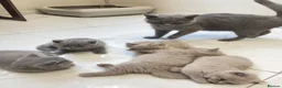 British Shorthair cats for sale: 💕🐾 Rare GORGEOUS PEDIGREE BSH KITTENS 🐱🥇💕 - Advert 2