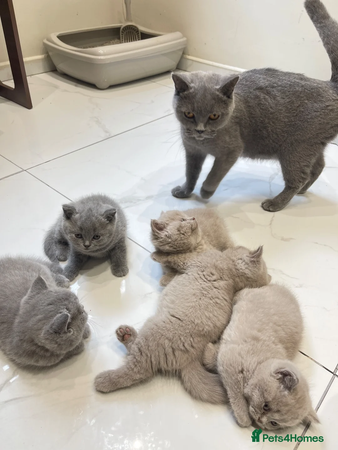 British Shorthair cats for sale: 💕🐾 Rare GORGEOUS PEDIGREE BSH KITTENS 🐱🥇💕 - Advert 2