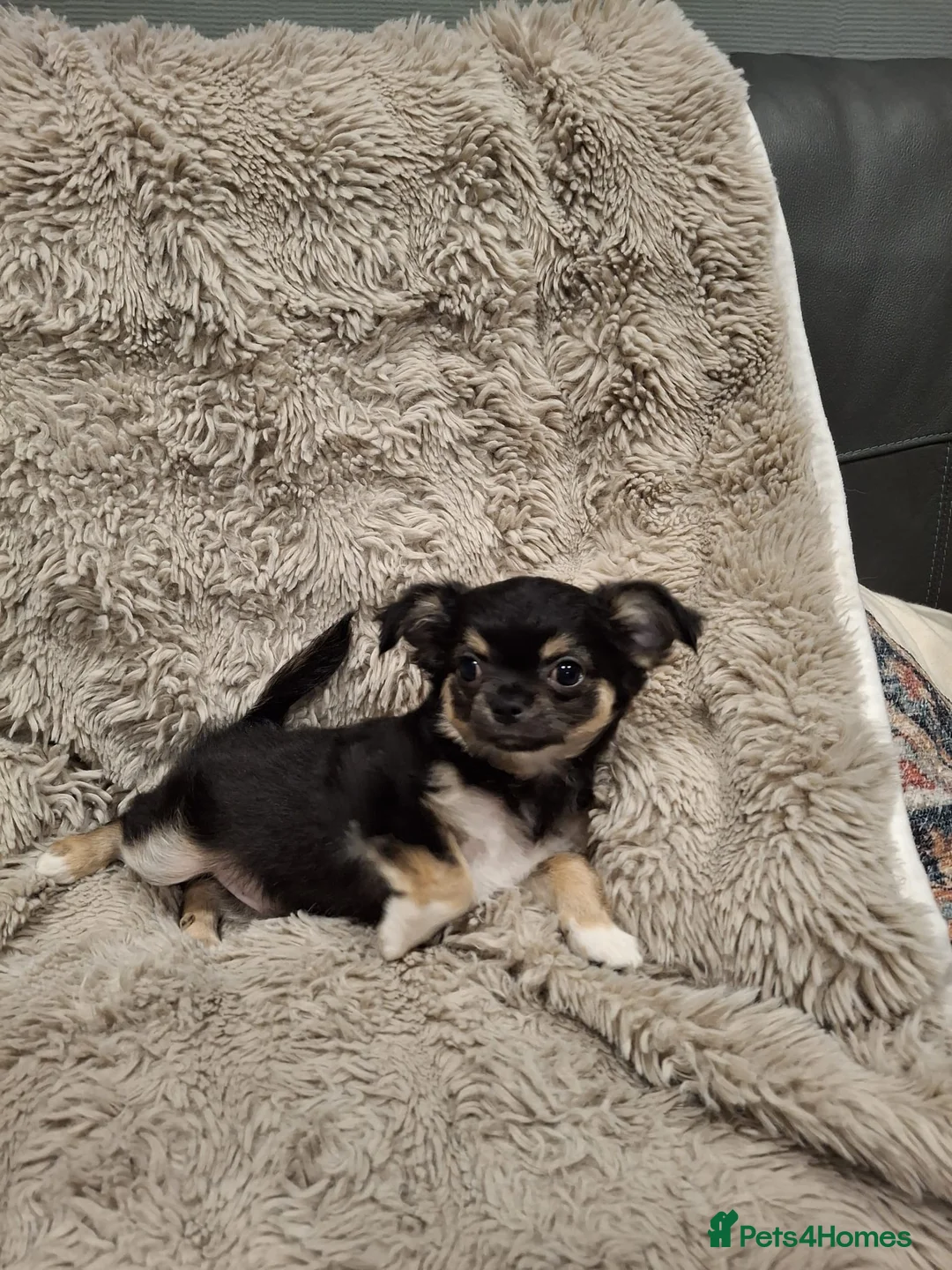 Chihuahua dogs for sale: KC Reg Chihuahua Puppy’s  - Advert 3
