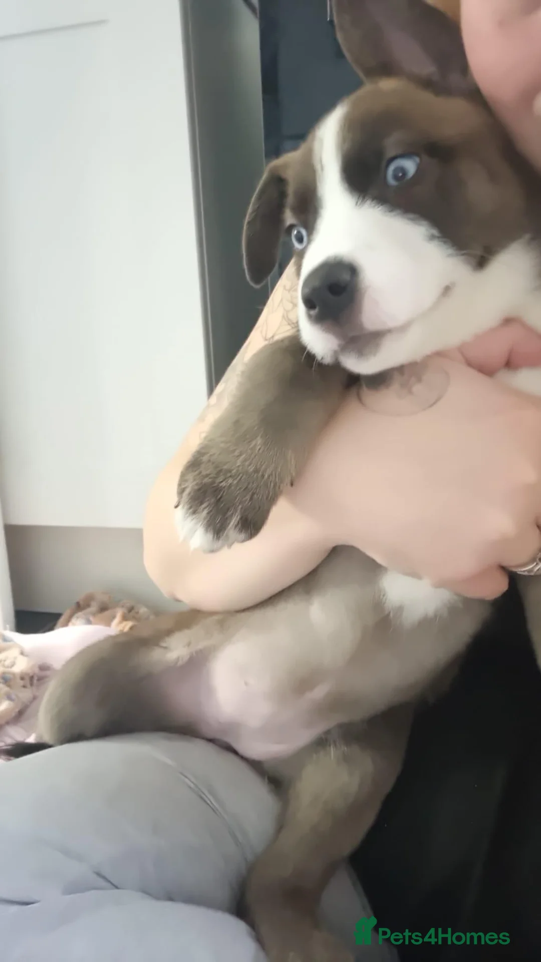 Mixed Breed dogs for sale: Panda in Wolverhampton - Advert 2