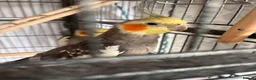 Cockatiels birds for sale: 4x mixed coloured cockatiles - Advert 3