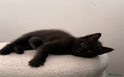 Ragdoll cats for sale: Black half Ragdoll male kitten available  - Image 1