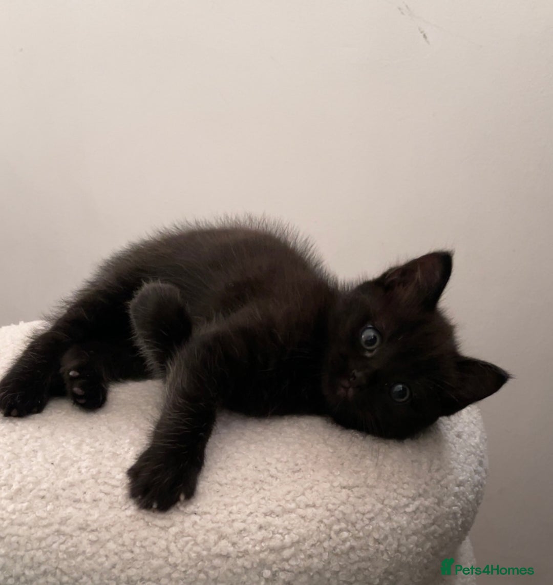 Ragdoll cats for sale: Black half Ragdoll male kitten available  - Image 1
