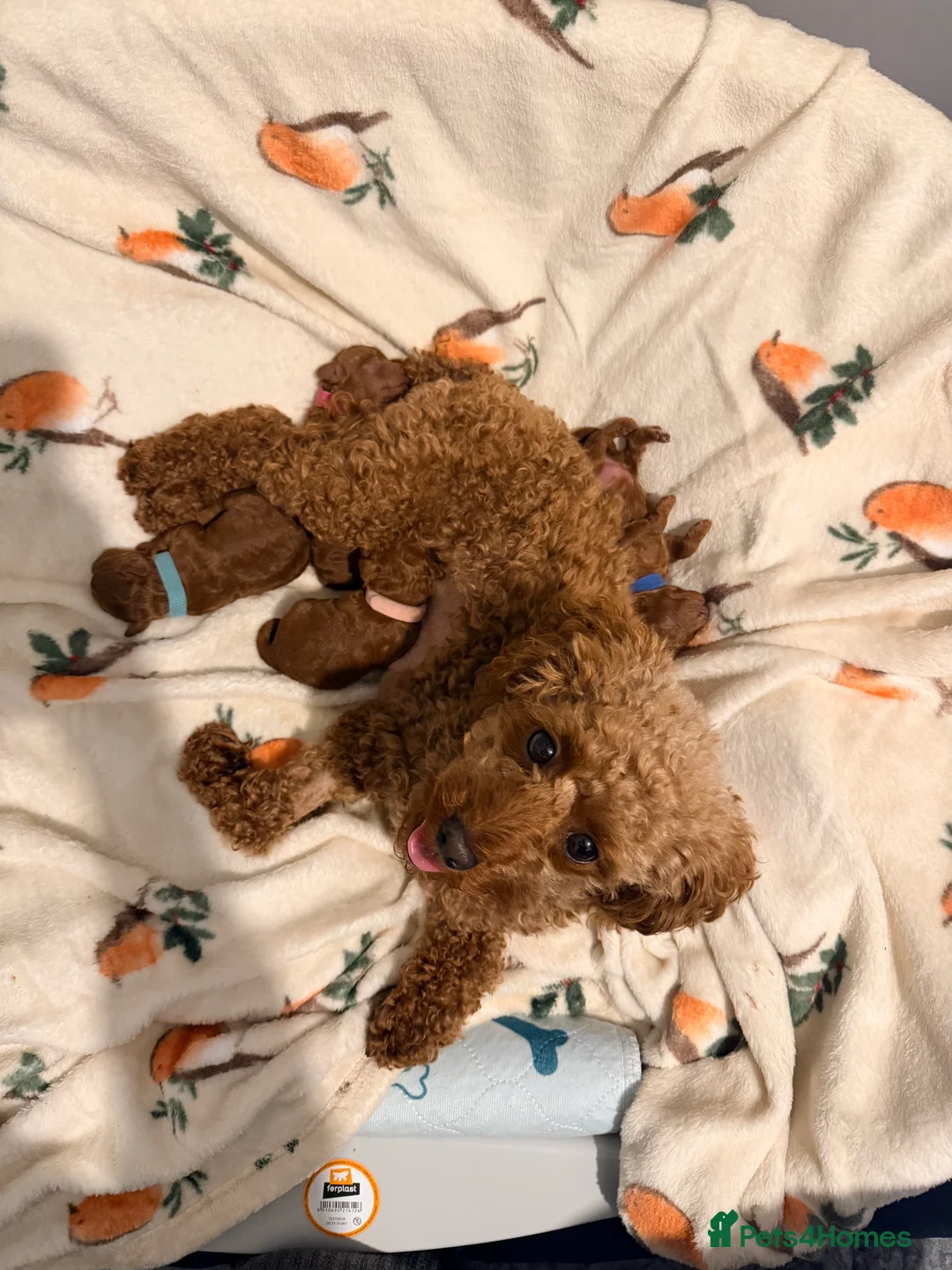 Cavapoo dogs for sale: Fox Red Cavapoo F1B  - Advert 11