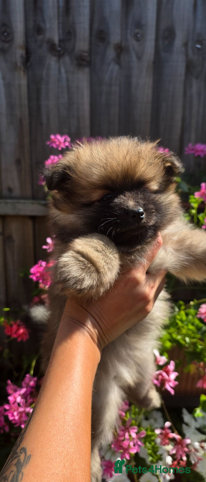 Pomeranian dogs TRUE POMERANIAN PUPPIES  - Advert 2