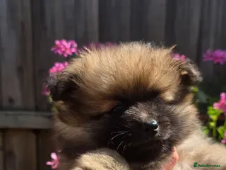 Pomeranian dogs TRUE POMERANIAN PUPPIES - Advert 2