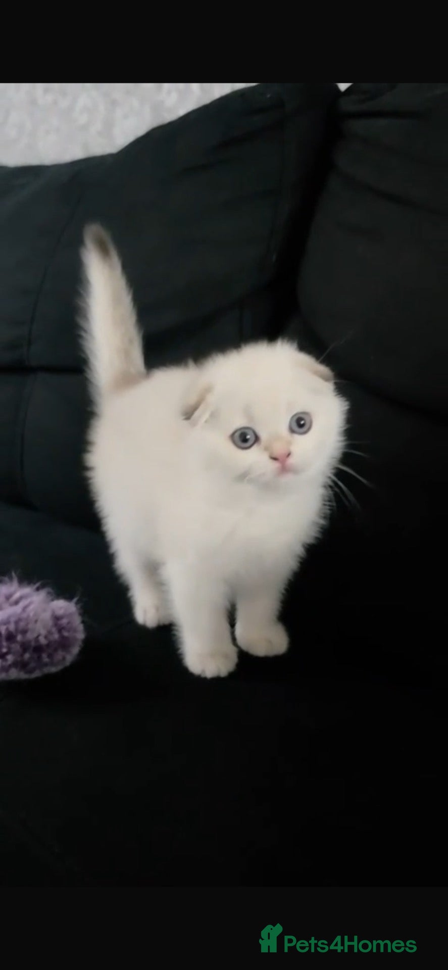 Scottish Fold cats The most cuddly & affectionate Scottish Fold baby - Advert 2