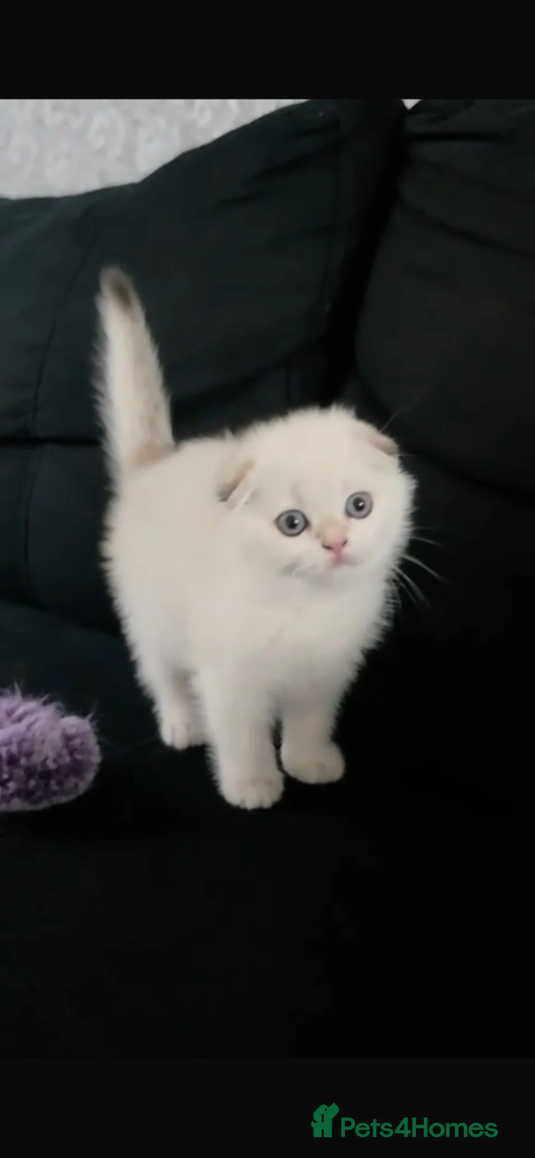 Scottish Fold cats for sale: The most cuddly & affectionate Scottish Fold baby - Advert 1