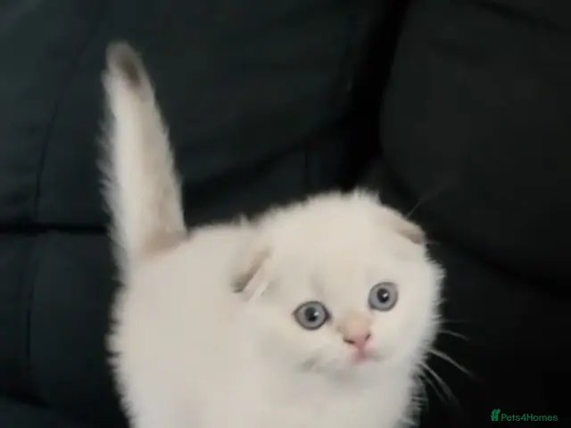 Scottish Fold cats for sale: The most cuddly & affectionate Scottish Fold baby - Advert 21