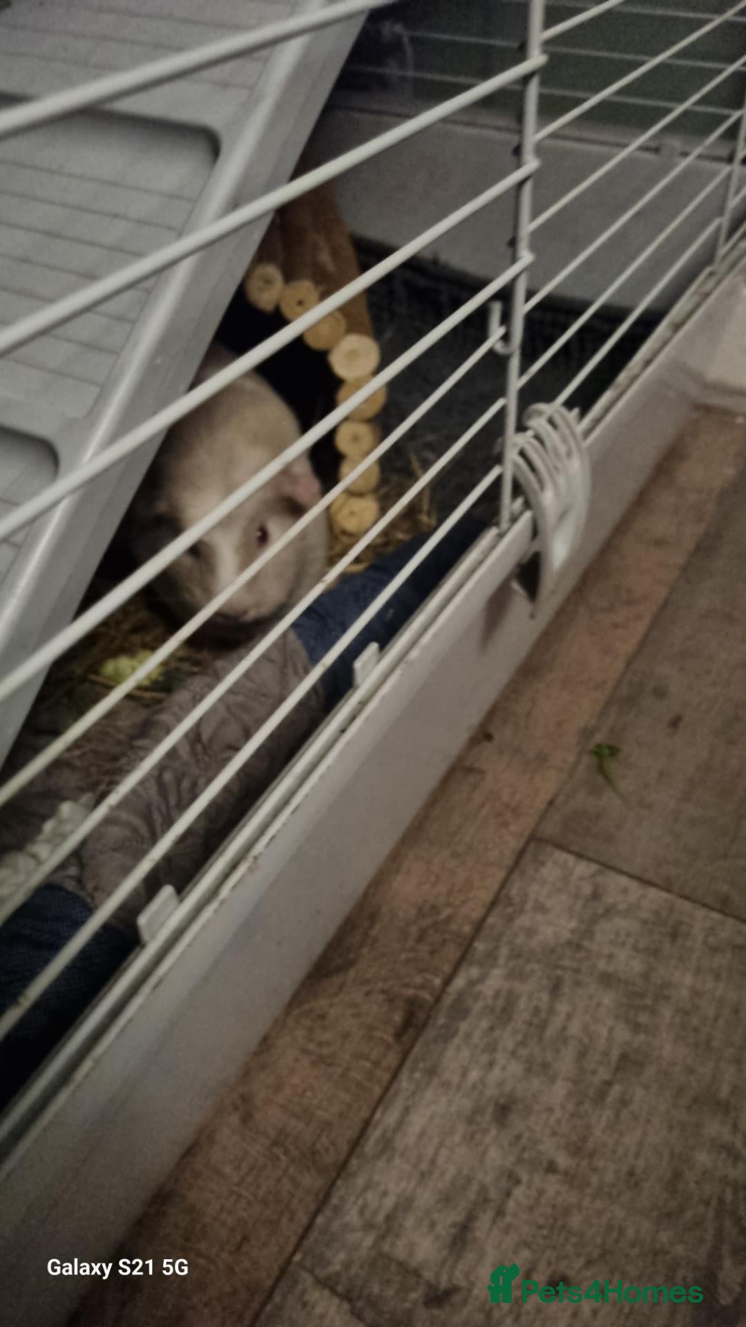 Guinea Pig rodents for sale: 2x female guinea pigs  - Advert 1