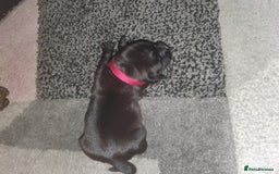 Staffordshire Bull Terrier dogs for sale: Staffordshire Bull Terrior Pups - 9 in total. - Image 8