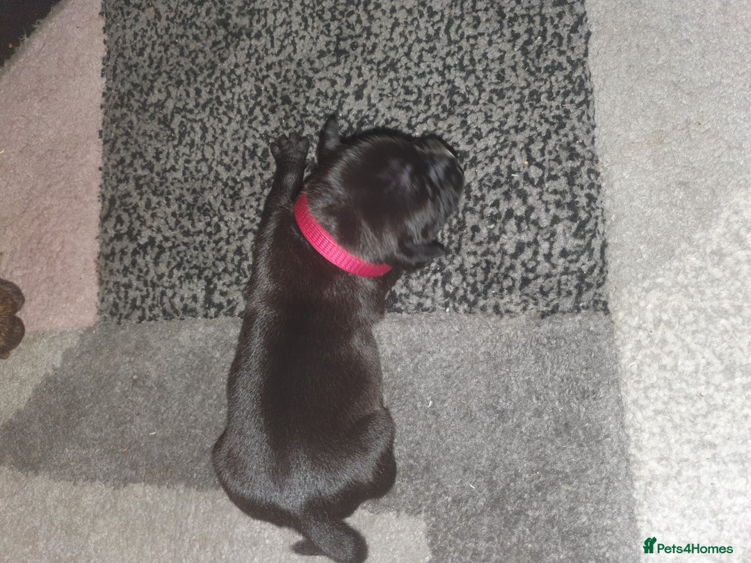 Staffordshire Bull Terrier dogs for sale: Staffordshire Bull Terrior Pups - 9 in total. - Image 8