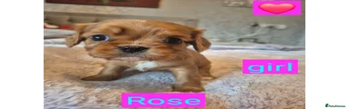 King Charles Spaniel Puppy 5