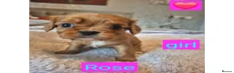 King Charles Spaniel dogs for sale: 6 beautiful king charles cavalier puppies - Advert 6