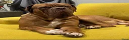 Dogue De Bordeaux dogs for sale: Junior in Thornton-Cleveleys - Advert 11