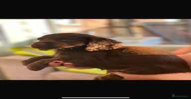 Cocker Spaniel dogs - Advert 2