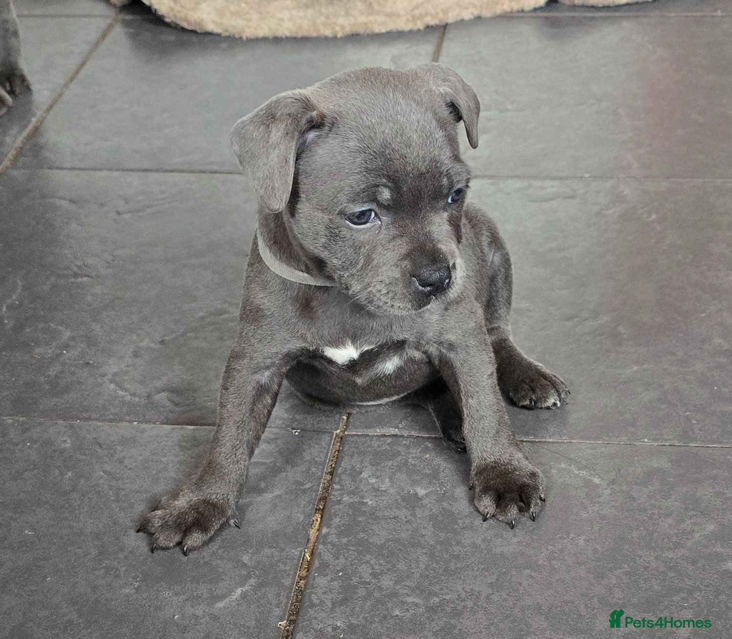 Staffordshire Bull Terrier dogs Stunning KC reg SBT BLUE PUPS - Advert 2