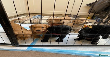 Cocker Spaniel dogs - Advert 10