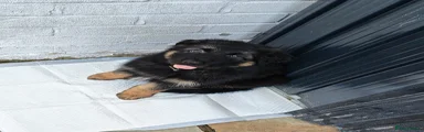 German Shepherd 1