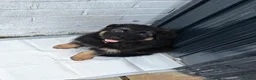 German Shepherd dogs for sale: 8 week old straight back German shepherd  - Advert 2