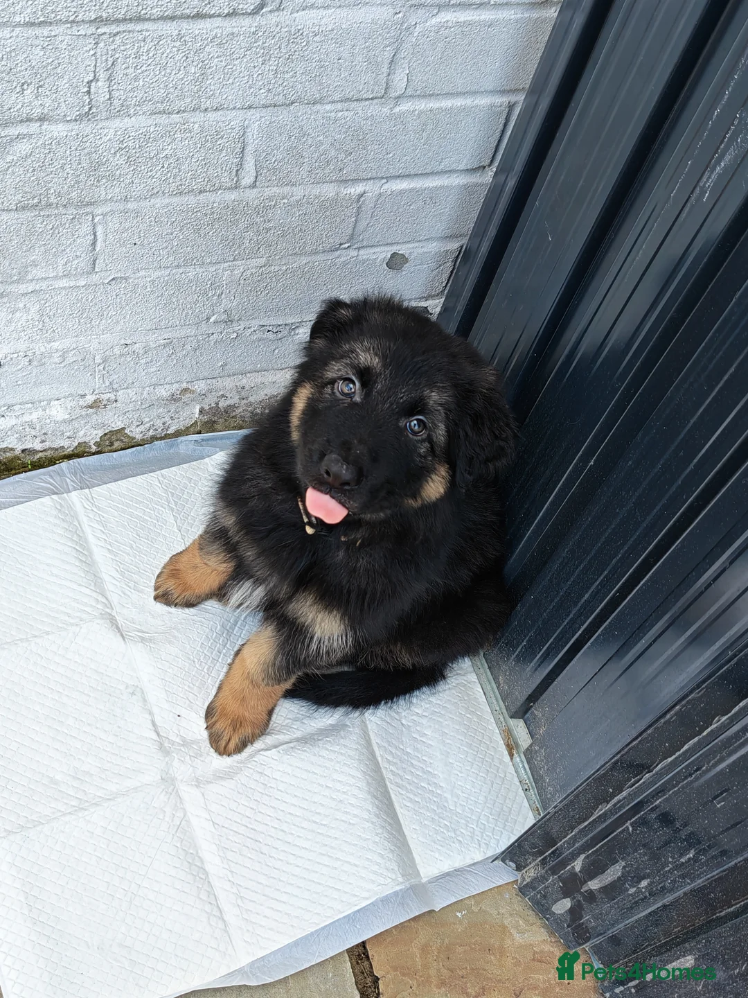 German Shepherd dogs for sale: 8 week old straight back German shepherd  - Advert 2
