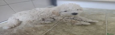 Mixed Breed 3