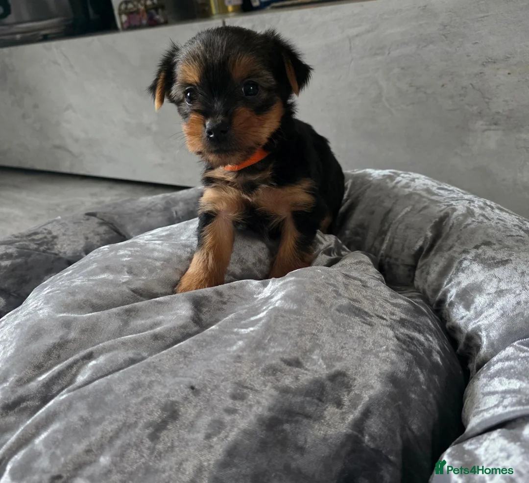 Yorkshire Terrier dogs for sale: 💕Beautiful Yorkshire Terrier Puppies 💕 - Advert 2