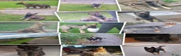 German Shepherd dogs for sale: German Shepherd 4 years old  - Advert 2