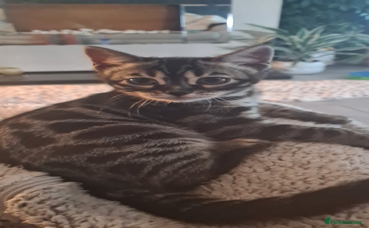 Bengal cats - Advert 1