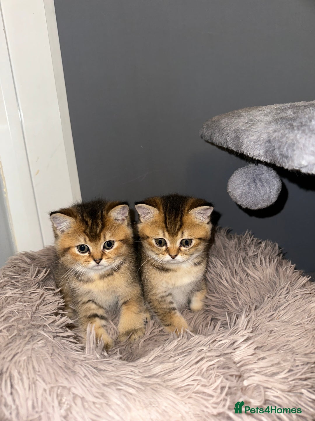 British Shorthair cats for sale: 4 adorable kitties for sale TICA registered - Advert 7