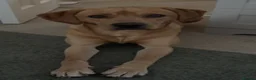 Labrador Retriever dogs for sale: red fox Labrador  - Advert 3