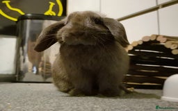Mini Lop rabbits for sale: Two Girls  - Image 3