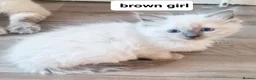 Ragdoll cats for sale: Pure ragdoll kitten  in Leicester - Advert 16
