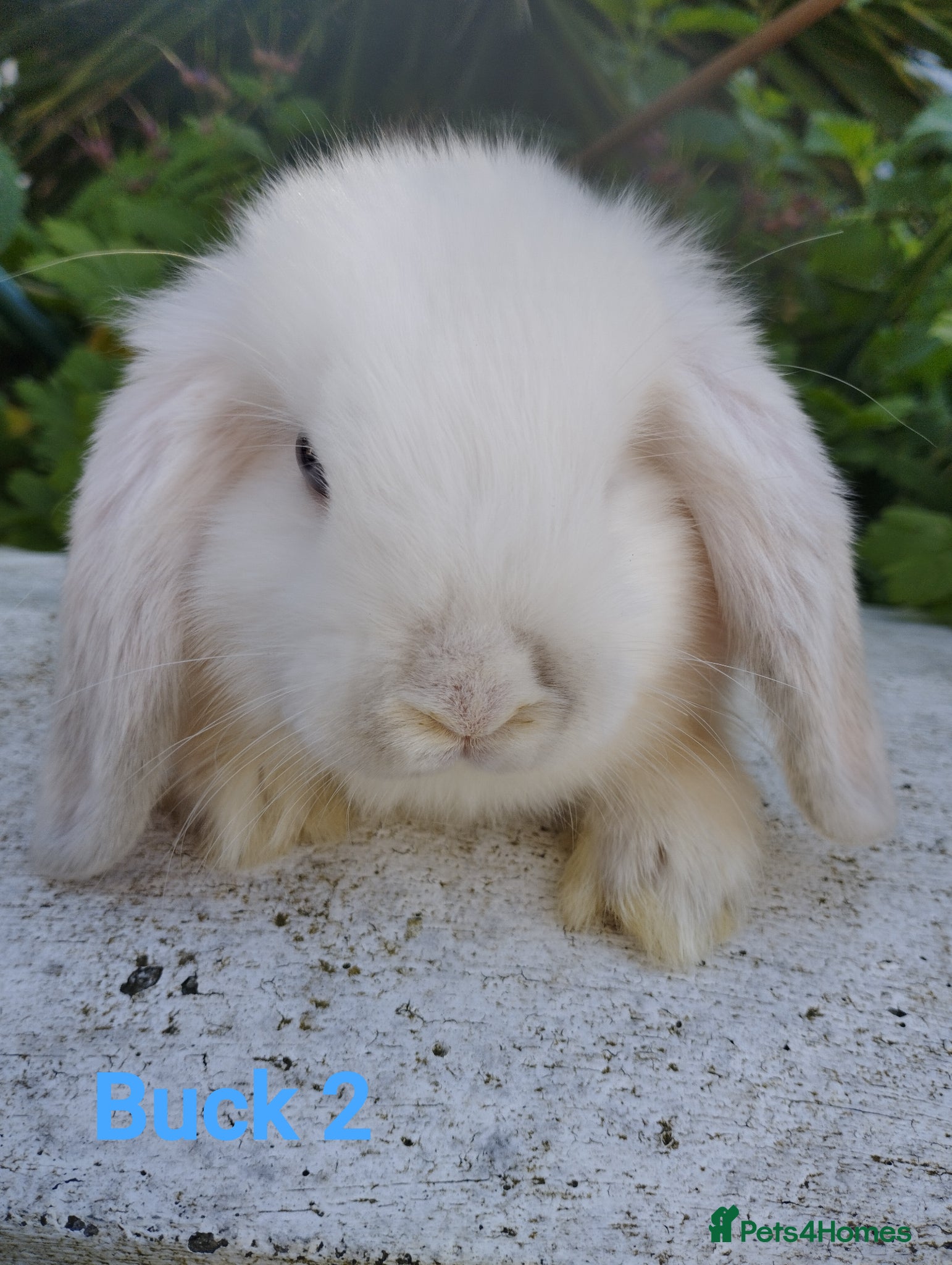 Mini Lop rabbits 12 week old buck looking for a home  🥰 - Advert 1