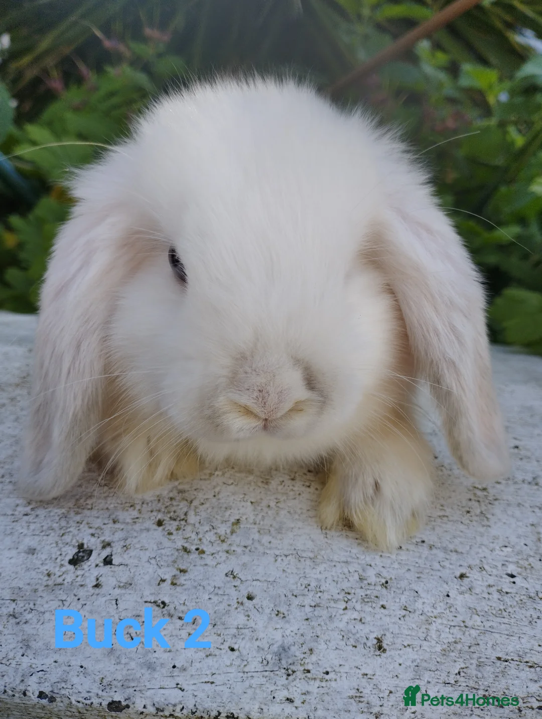 Mini Lop rabbits for sale: 13 week old buck looking for a home  🥰 - Advert 1