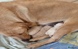 Labradoodle dogs for sale: Fox Red Labrador / Labradoodle X Puppies - Image 10