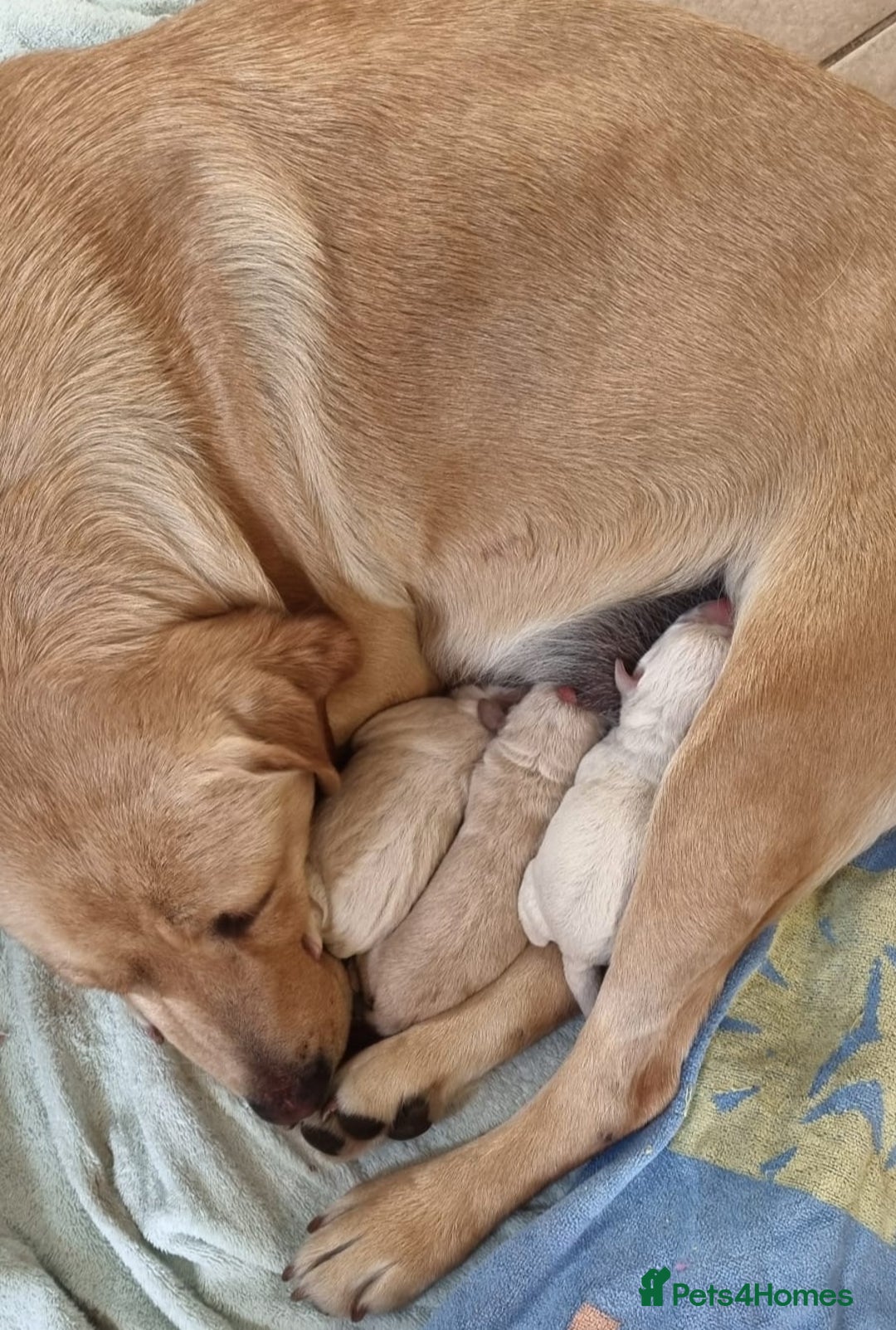 Labradoodle dogs for sale: Fox Red Labrador / Labradoodle X Puppies - Image 10