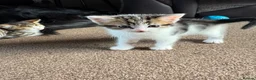 Mixed Breed cats for sale: 4 Beautiful Kittens For Sale 🥰 - Advert 8